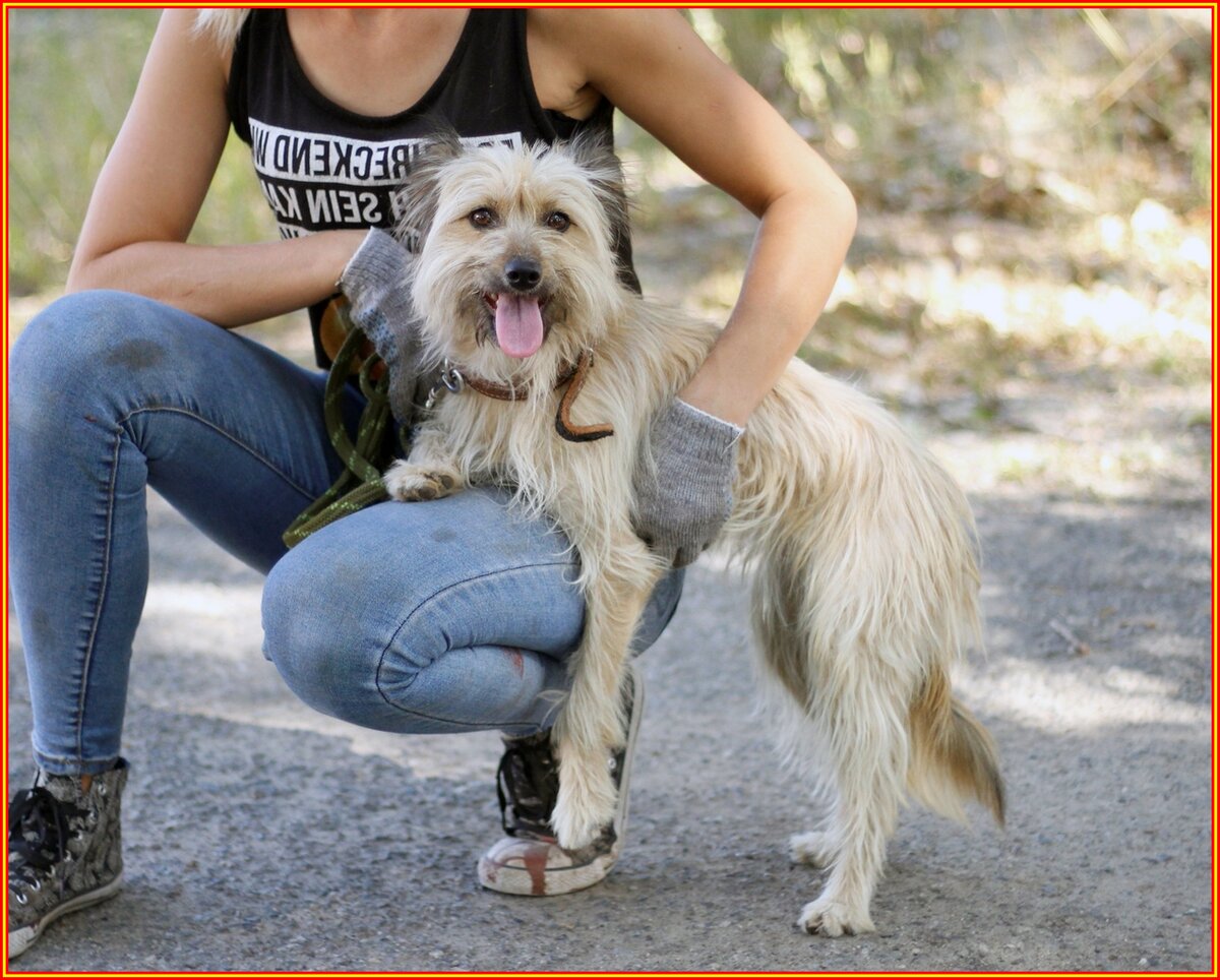 Фото из приюта "Лучший друг" г. Ставрополь