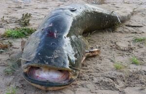 Сом, в силу своей природы, является теплолюбивой рыбой, и лучшее время для рыбалки на него приходится на конец весны и лето.