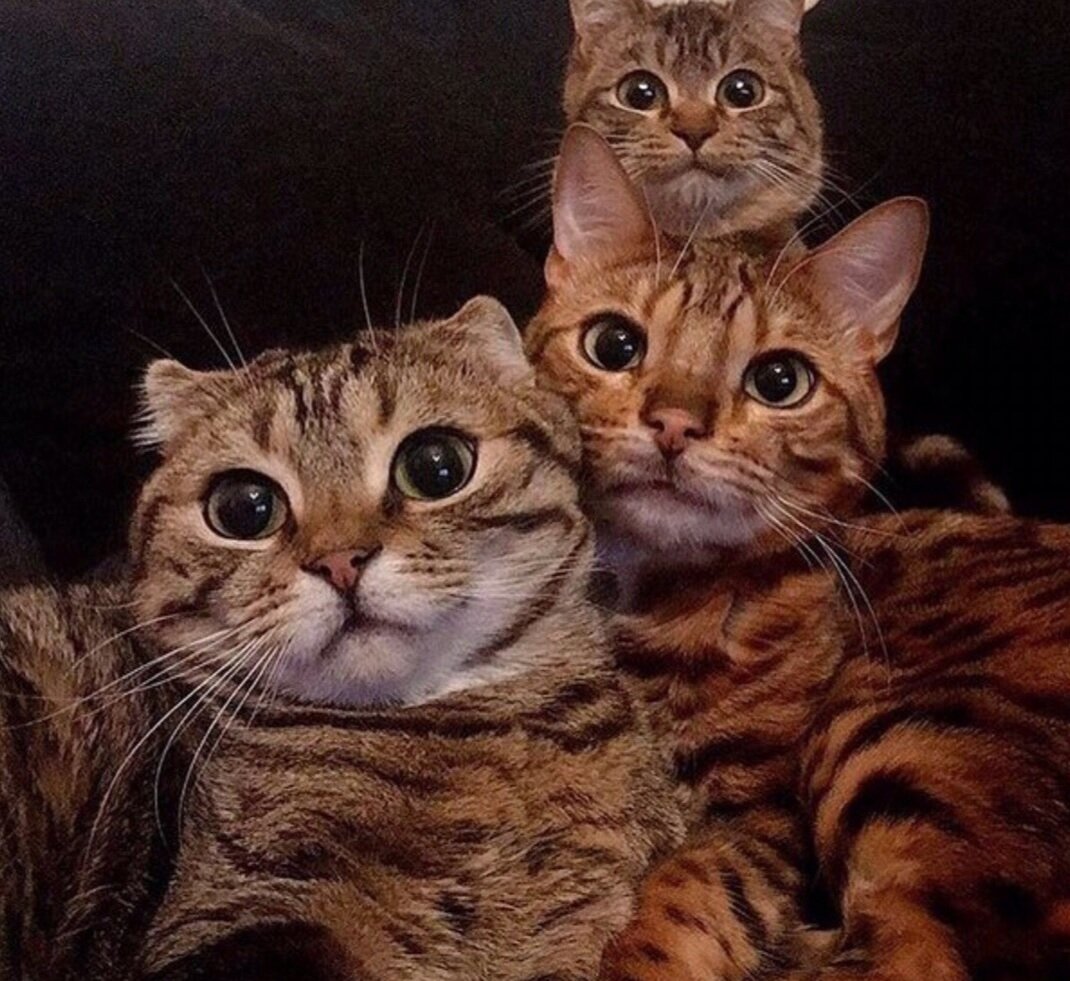 Мемы с котами парные