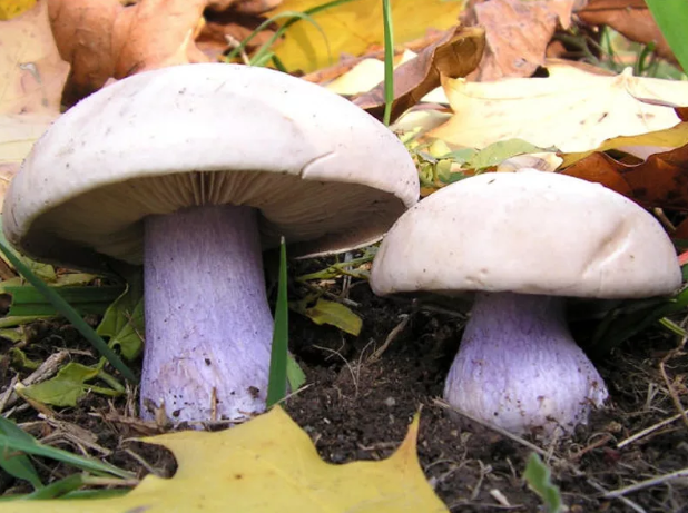 Синяя ножка. Из источников в свободном доступе