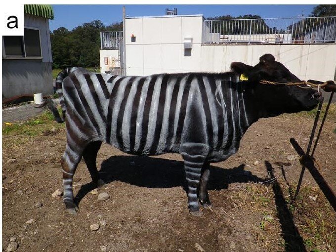 Натуральная шкура коровы хай-тек Чёрные пятна на белом 168 (169*205 promo)
