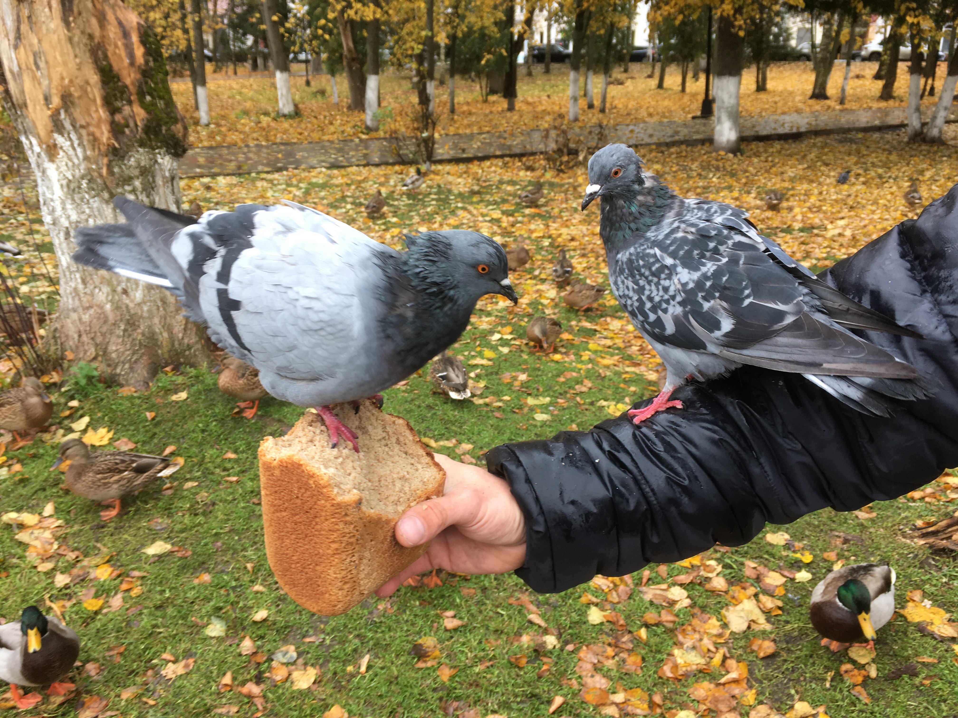 Одновременно на буханку может сесть один голубь, а желающих много