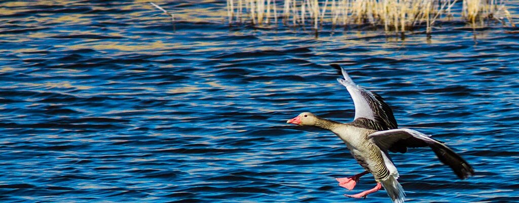 Фото из Яндекс.Картинок