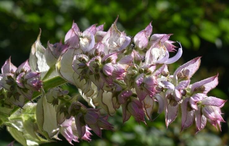 Удивительный шалфей мускатный: полезные свойства и выращивание ...