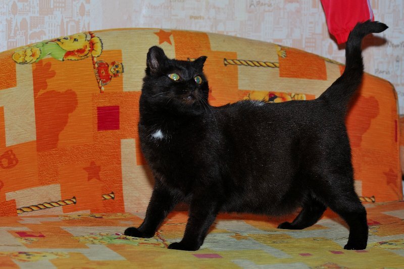 Мур мур. Коты муром. Коты муром. Коты красавчики шотландские. Коты муром.