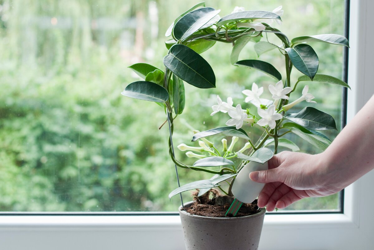 7 ошибок, которые вы делаете в уходе за своими Комнатными Растениями, не зная об этом
