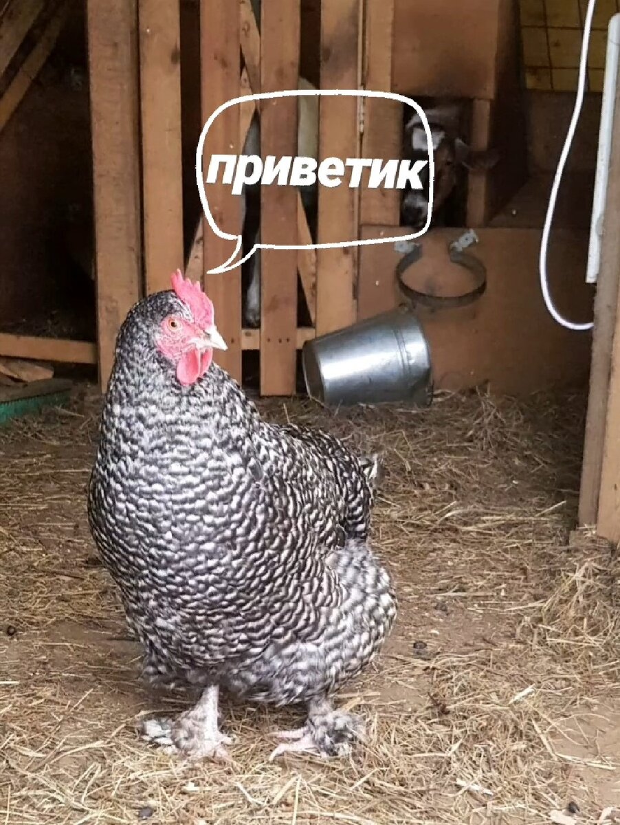 моя курица Бобик