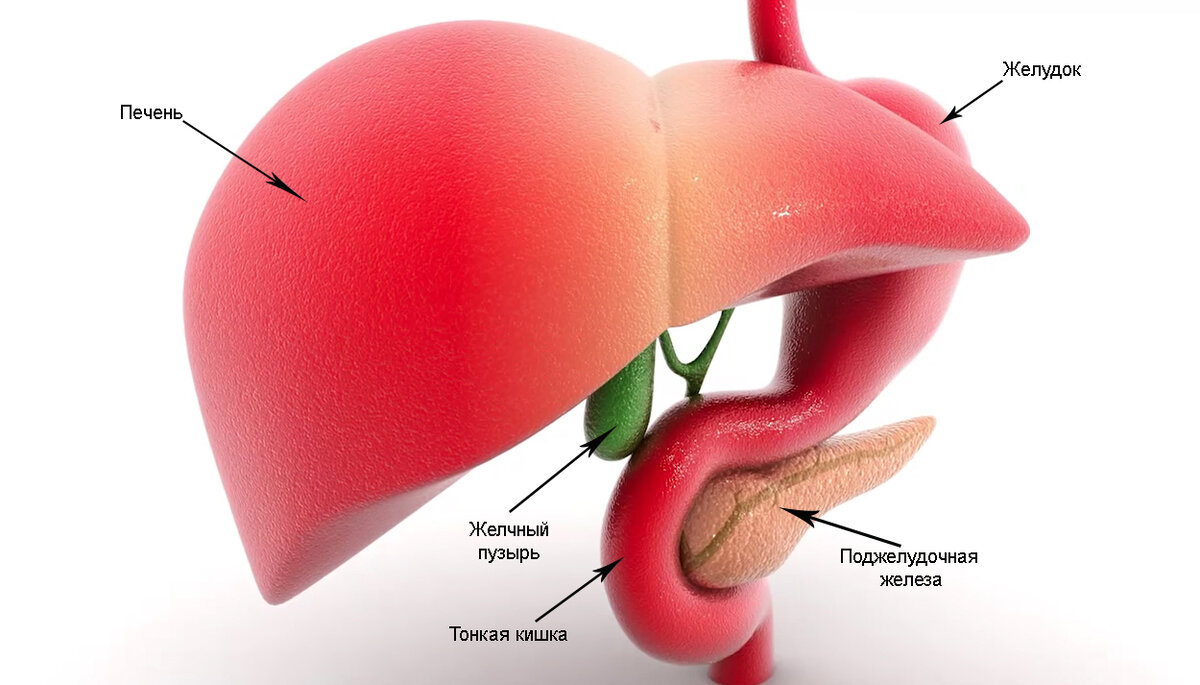 Анатомия печени