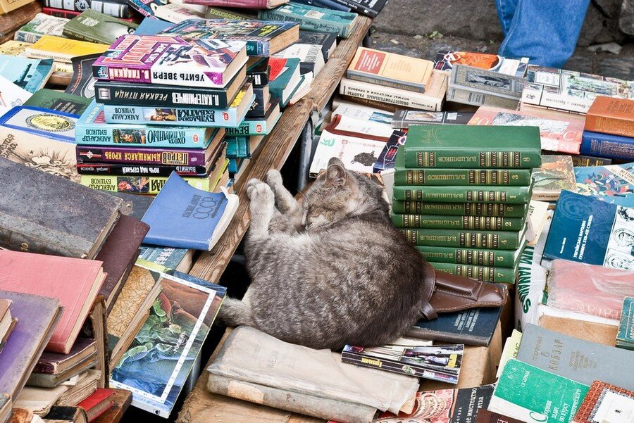 Покупка книг видео. Книжный развал. Книжный развал в библиотеке. Кот в книжном магазине. Кот в библиотеке.