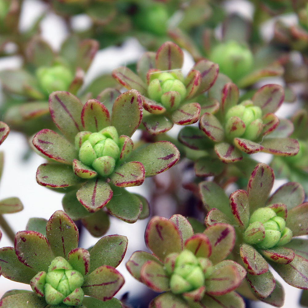 Эониум очитколистныйониум "Киви"