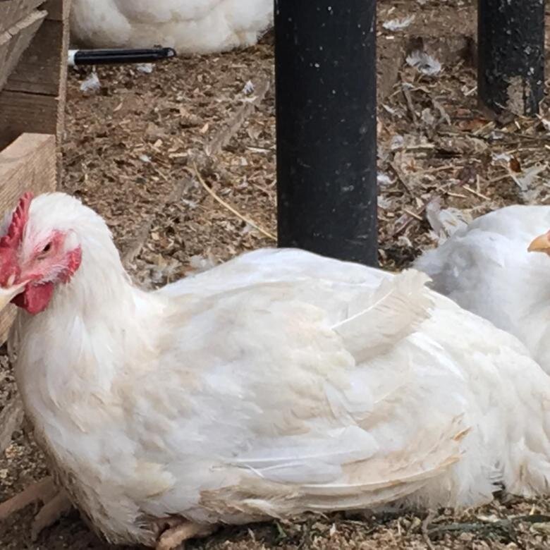 Основным направлением, которое активно продвигается при разведении птицы, является реализация мяса. Как следствие, под эти цели необходимо выбирать и соответствующие породы. В наши дни выведено достаточно много разновидностей птиц, но наибольшее распространение получили далеко не все. Среди них стоит выделить следующие: