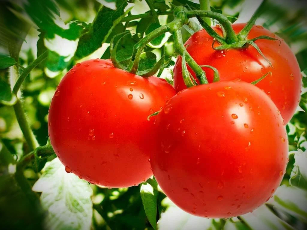 Томат алматинский. Помидор т. Томат тмае683 f1. Томат ti-169. Помидор т.