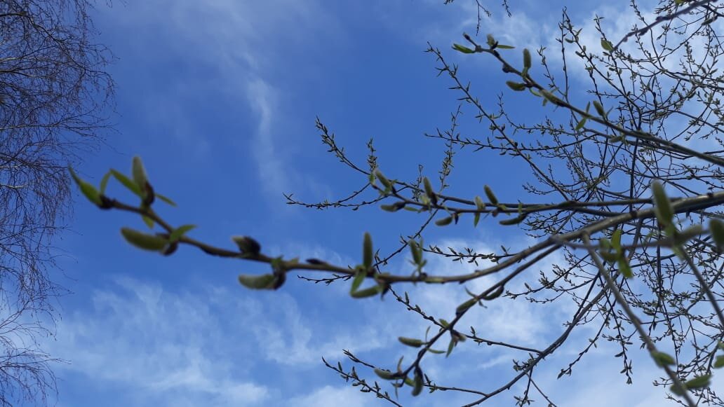 За окном Весна, друзья! Вы только посмотрите!..