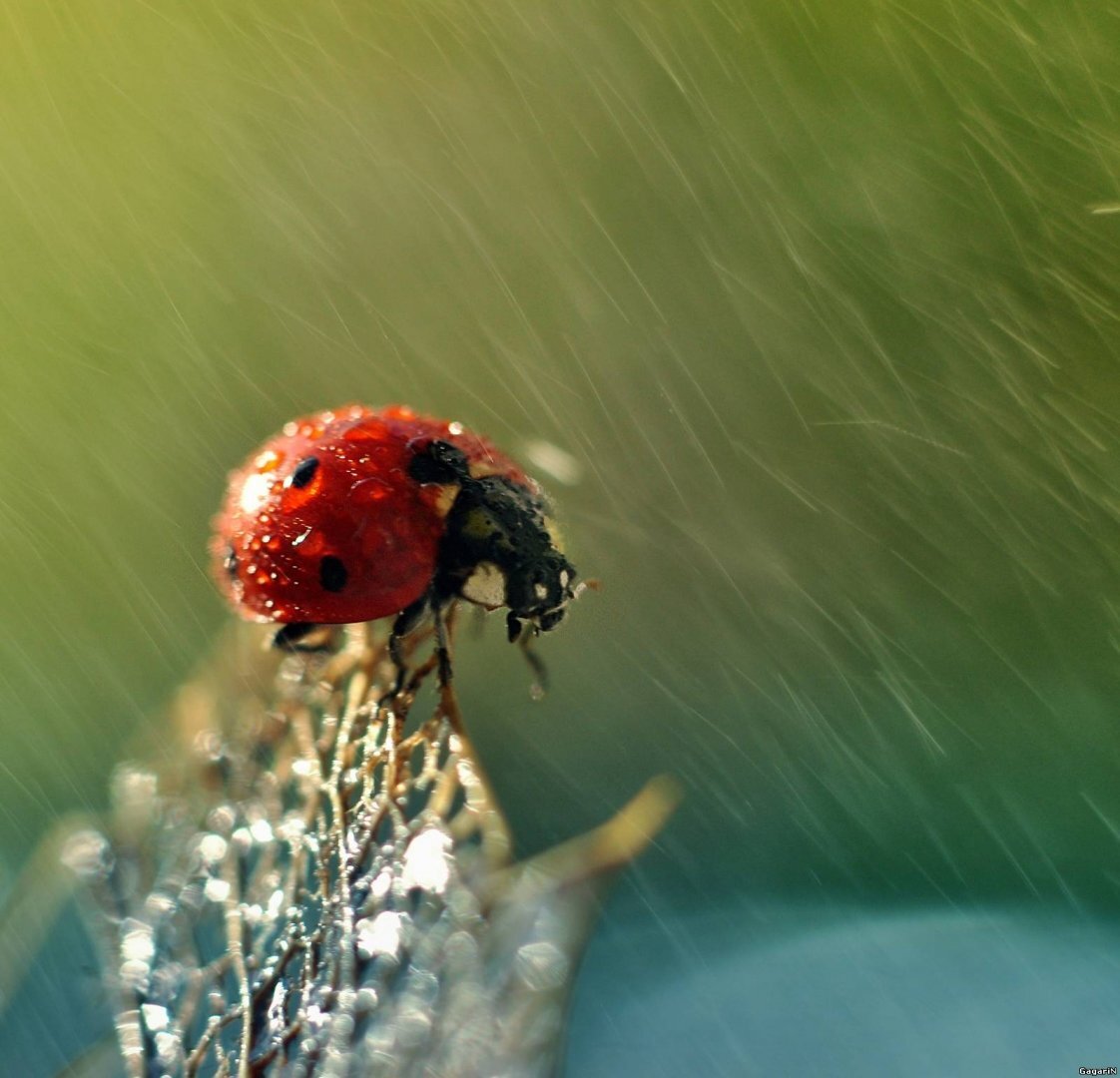 Яндекс. Картинки.