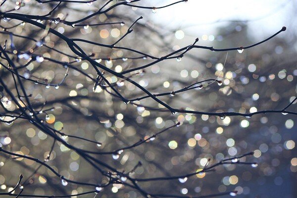 Свежесть дождя. Картинка обработана. 