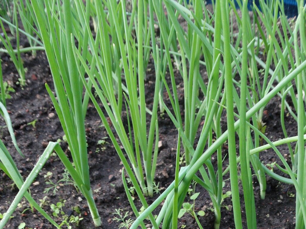 Некоторые зеленые перья начинают ложиться, значит нужна подкормка с использованием калия