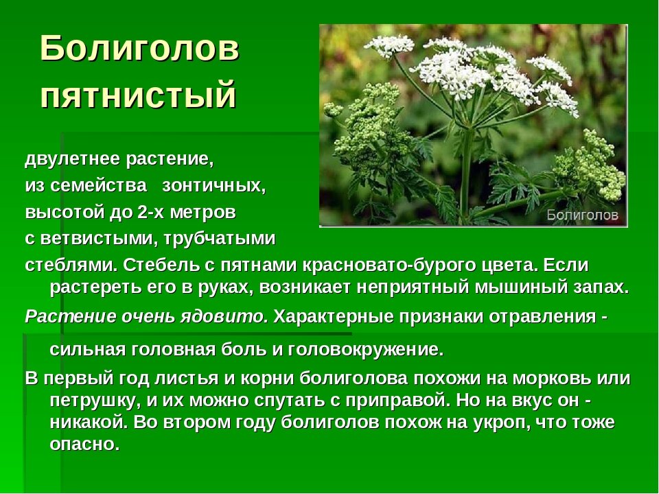 Ядовитые дикорастущие растения презентация