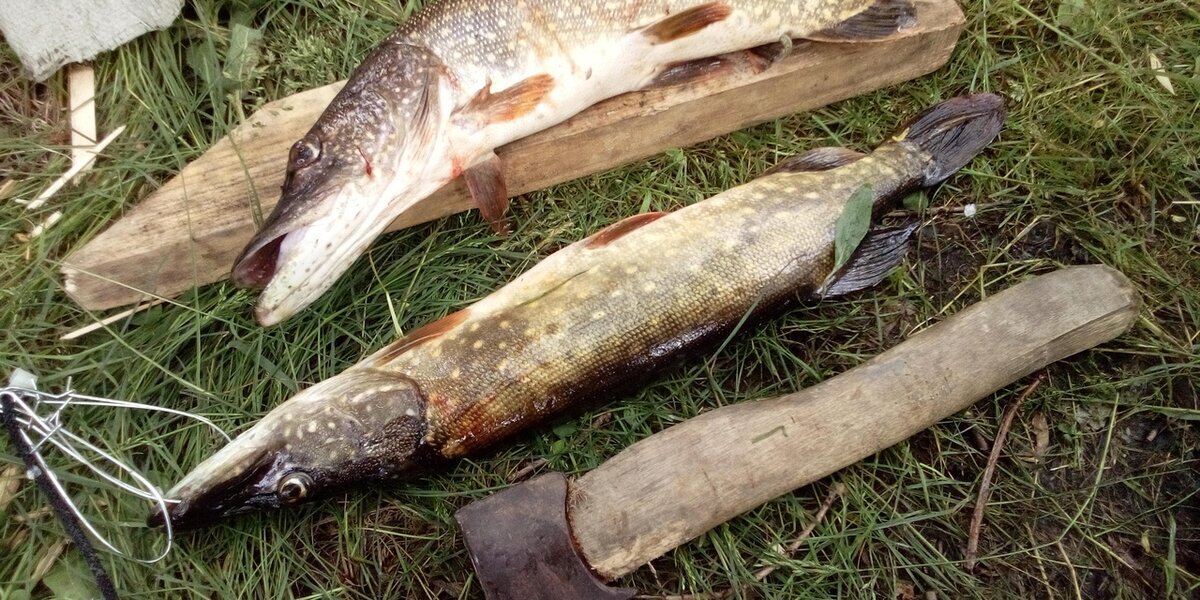 Щука — убийца снастей