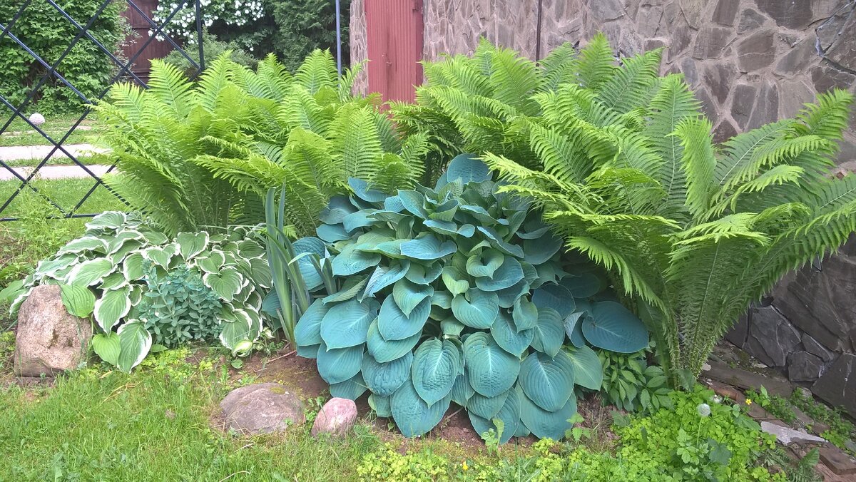 сад знакомой