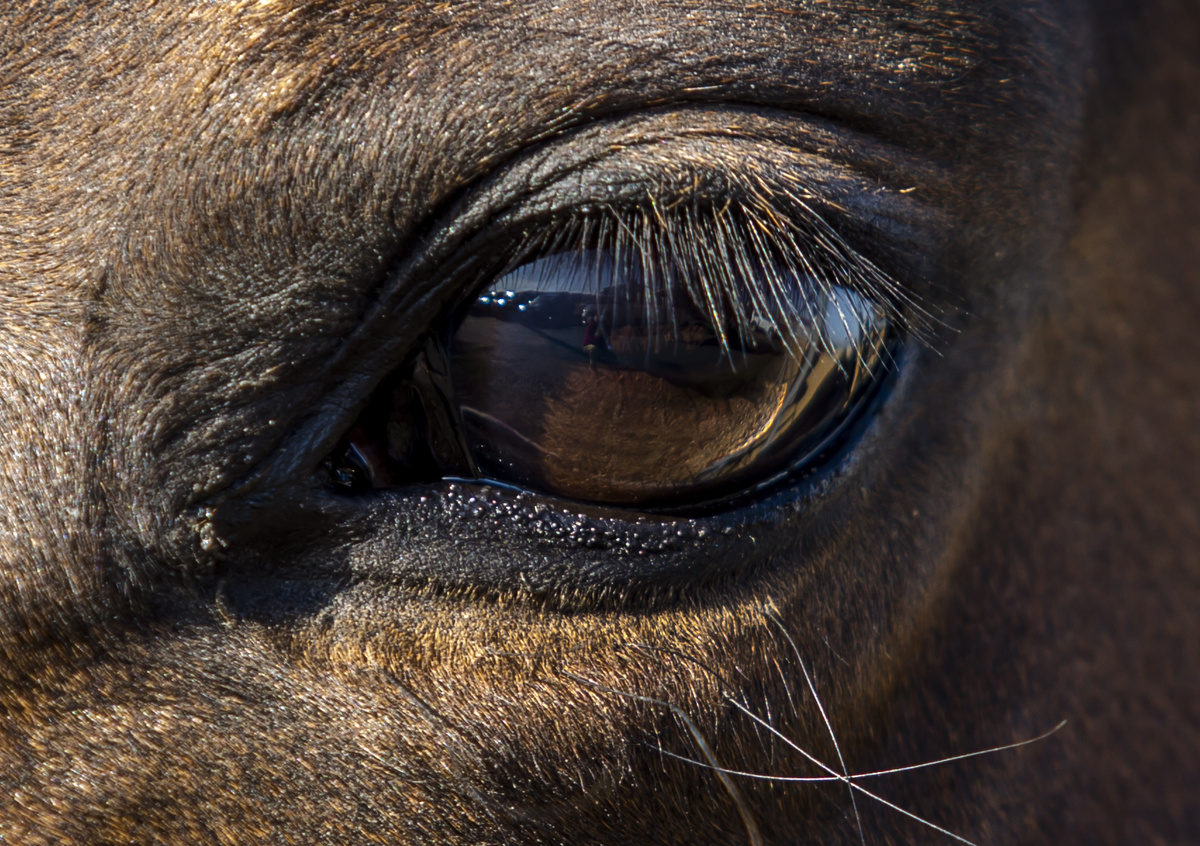 Дорогие друзья, мы соблюдаем все санитарные нормы, чтобы вы чувствовали себя в безопасности, а занятия проходили в комфортной, здоровой среде: - всем посетителям и сотрудникам проводят замер температуры тела;
- на территории кск расположены средства для дезинфекции рук;
- занятия проводятся строго по графику;
- соблюдается масочный режим;
- в помещениях проводится дезинфекция и кварцевание по графику.
Ждем вас на уроки верховой езды и фотосессии с 08:00 до 20:00, без выходных.
Запись на занятия только предварительная по тел.: 8 (918) 999 80 84