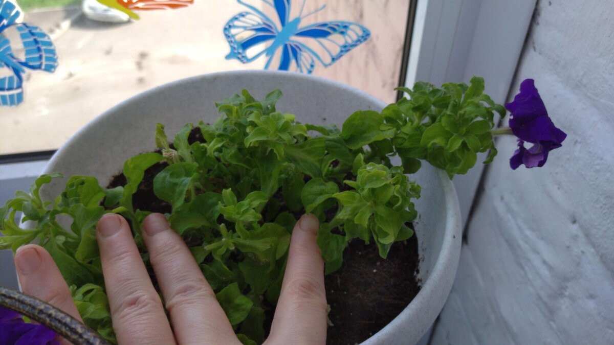 но вдруг полезли нове молодые росточки