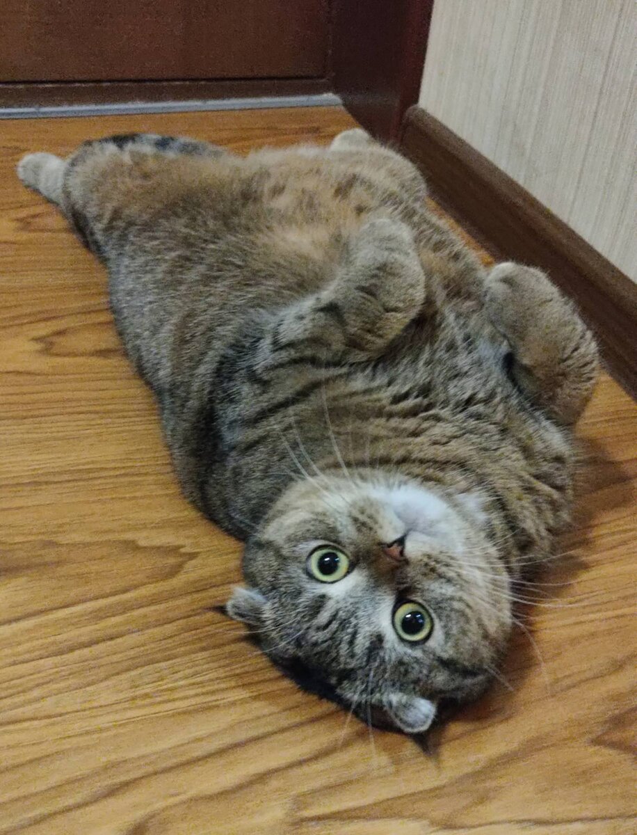 Наша кошка Боня