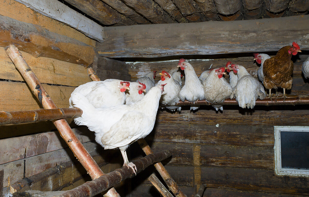 Курятник. Фото автора
