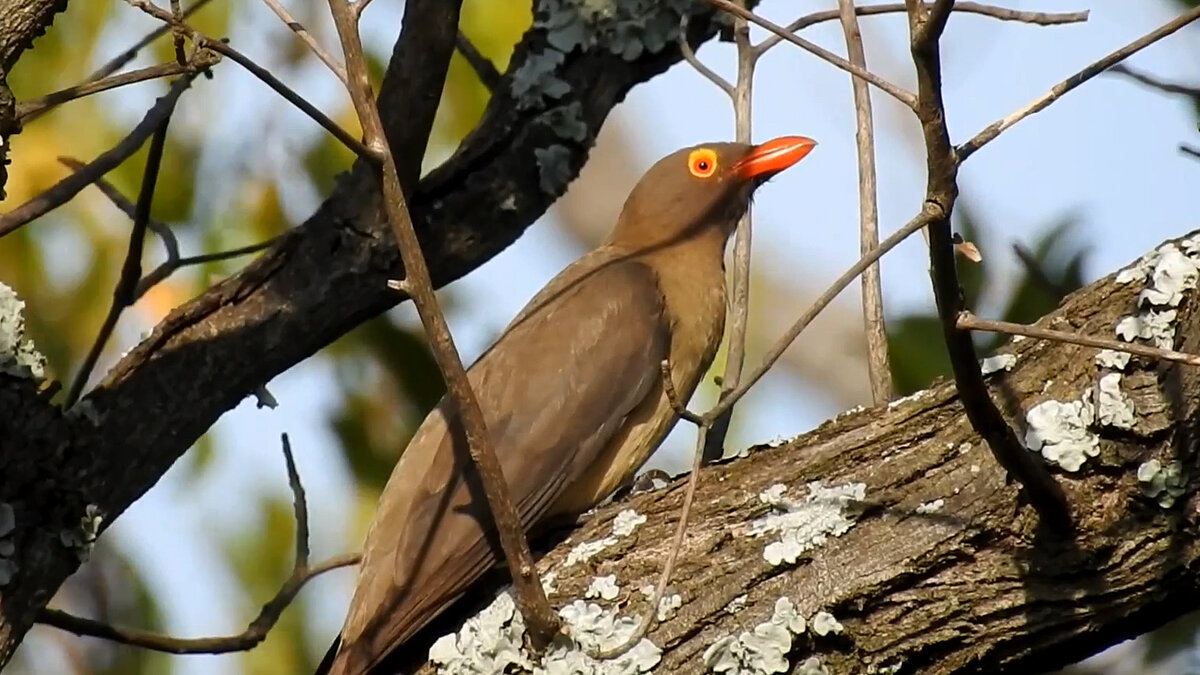 Красноклювый буйволовый скворец