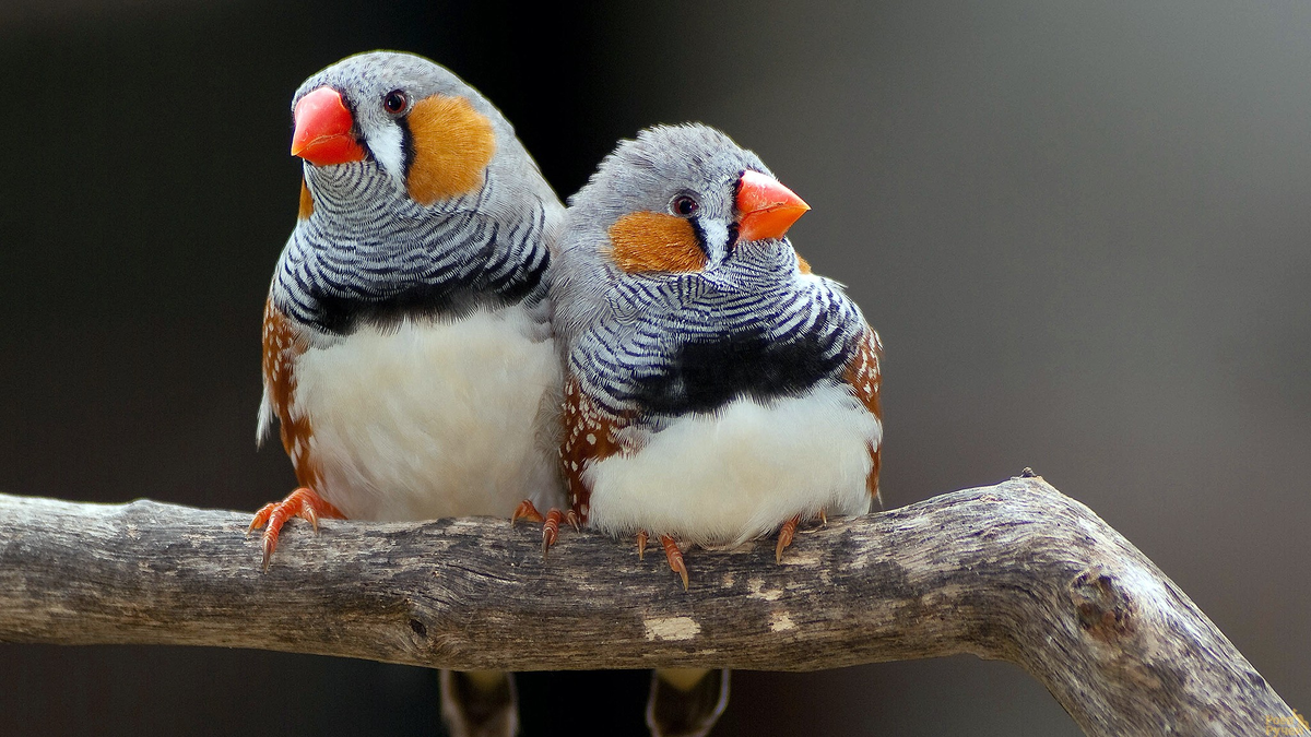 Зебровые амадины. Источник фото: https://roev.ru