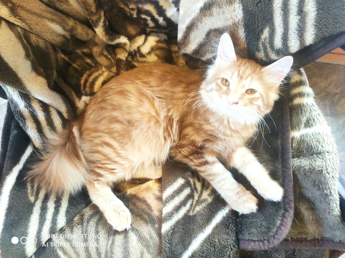 Курильский Бобтейл