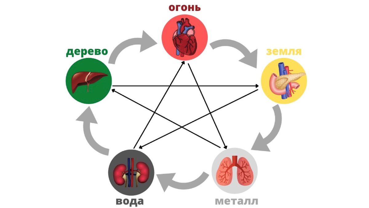 Диетология Традиционной Китайской Медицины