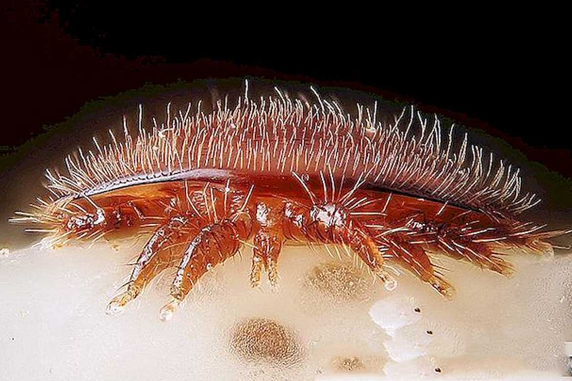 клещ Варроа фото яндекс картинки