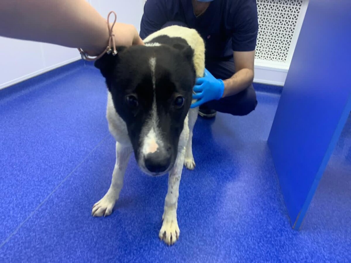 Собака на реабилитации  