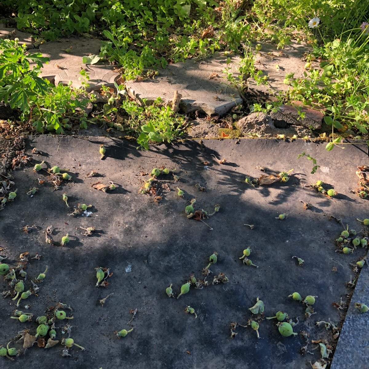 Опавшие яблоки, листва и пыль