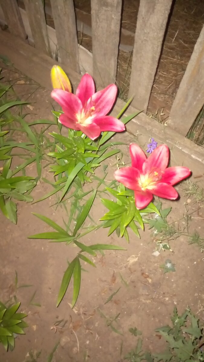 Лилии. Фото автора.