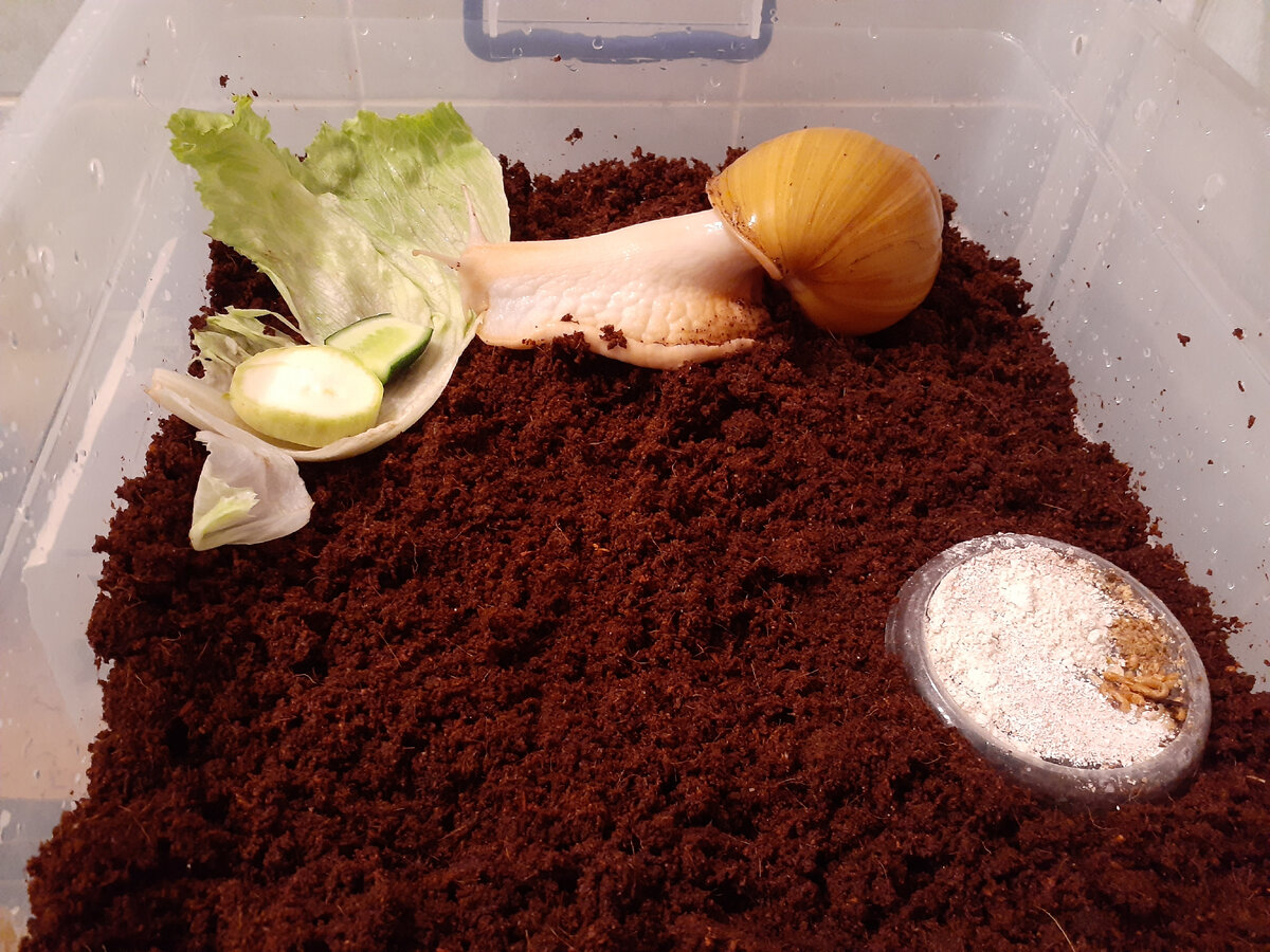 Пол у улиток