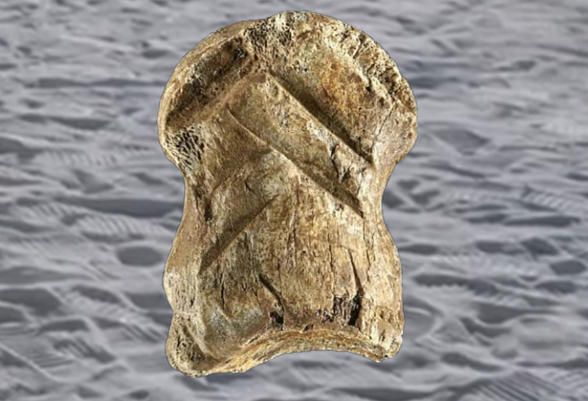 Копыто оленя, с нанесёнными полосками.