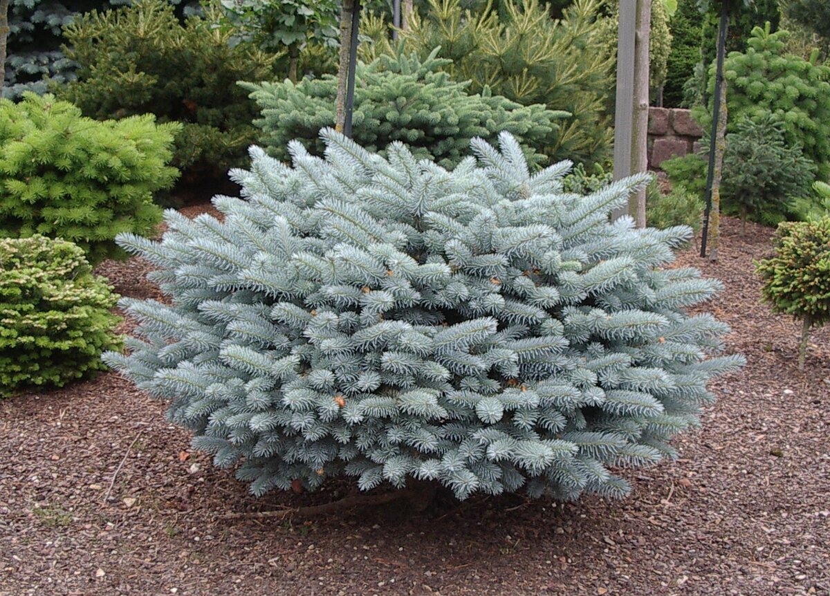 Ель Glauca Globosa. Фото из свободных источников