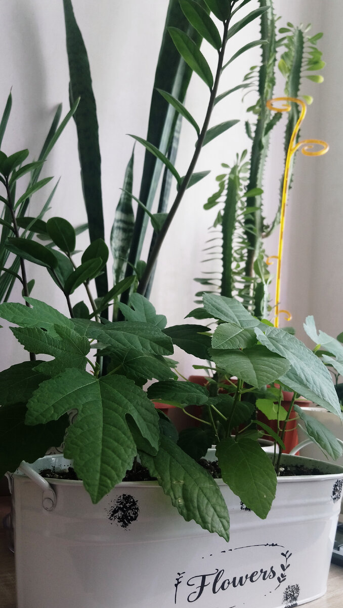 Сансевиерия (тещин язык), Замиокулькас, Фикус карика (инжир), Эуфорбия (Молочай)