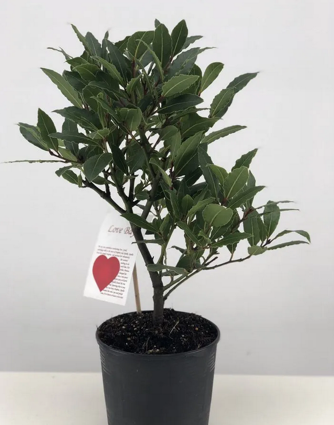 Солидный куст лавра