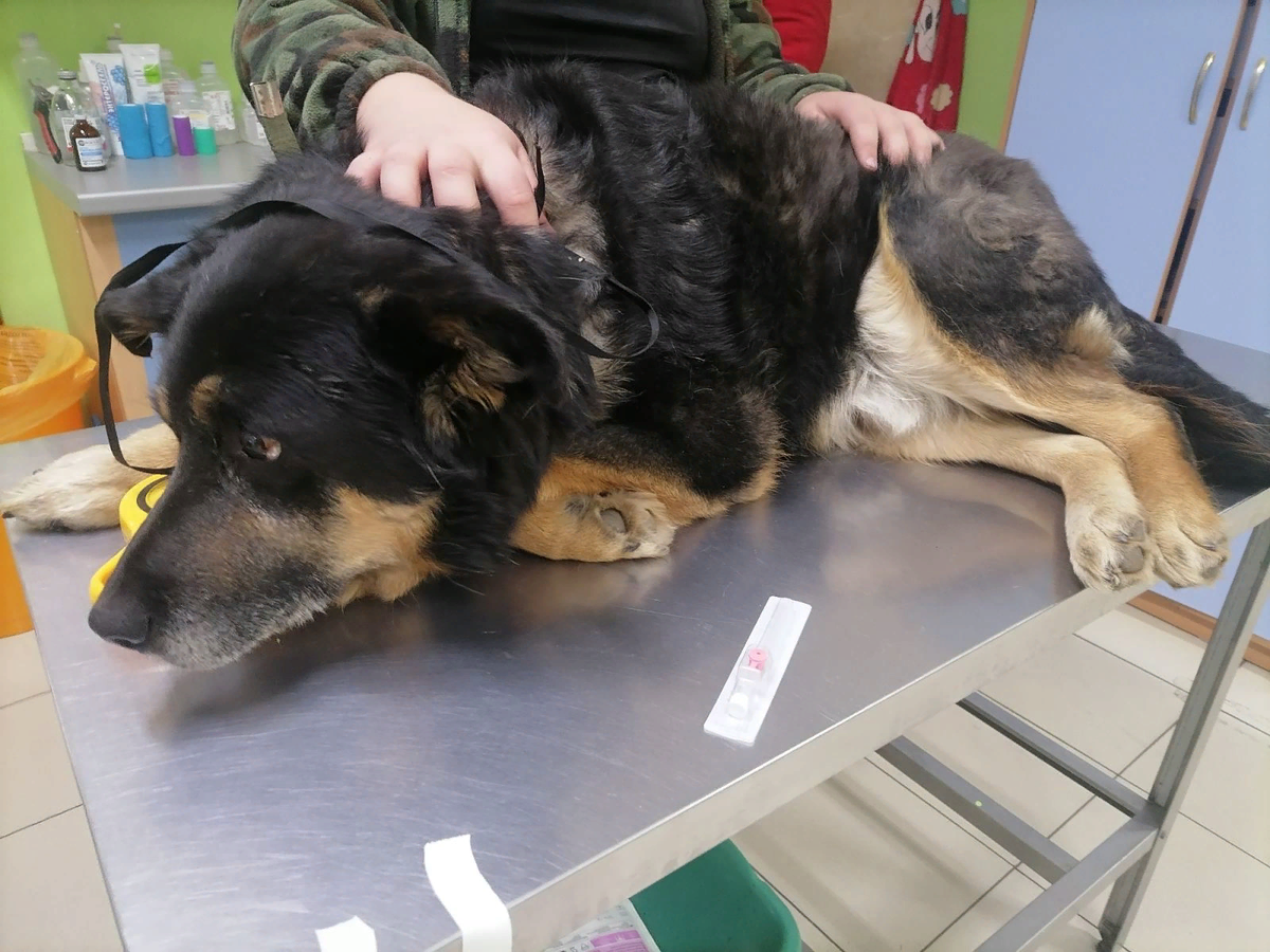 Миша в ветклинике !Ай-болит"