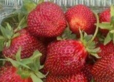 Чем мне нравится клубника сорта Маршал, которую я выращиваю лет десять ...
