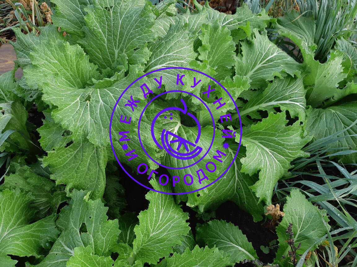 Это прошлогодняя пекинка в начале октября...