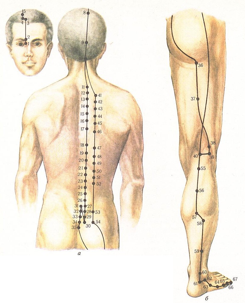 Меридиан мочевого пузыря точки расположения картинки