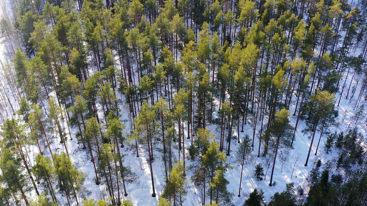 Поселок находится в 15км от Ладожского озера по Дороге жизни. Окружен живописной природой и лесом.
