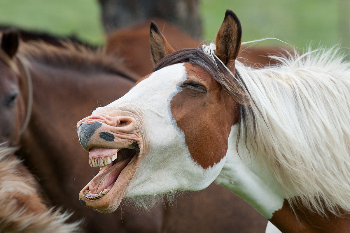"Вот это был смешной анекдот!" Фото, конечно, мои авторские, как всегда ;)
