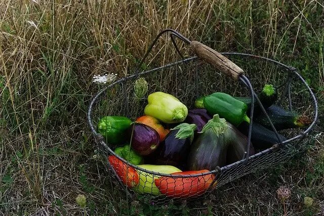 Фото pixabay/Xtendo: своевременно собирайте урожай овощных культур в августе.