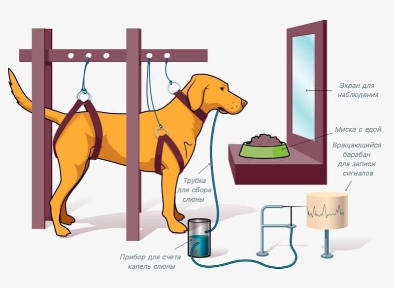 Эксперимент Павлова.