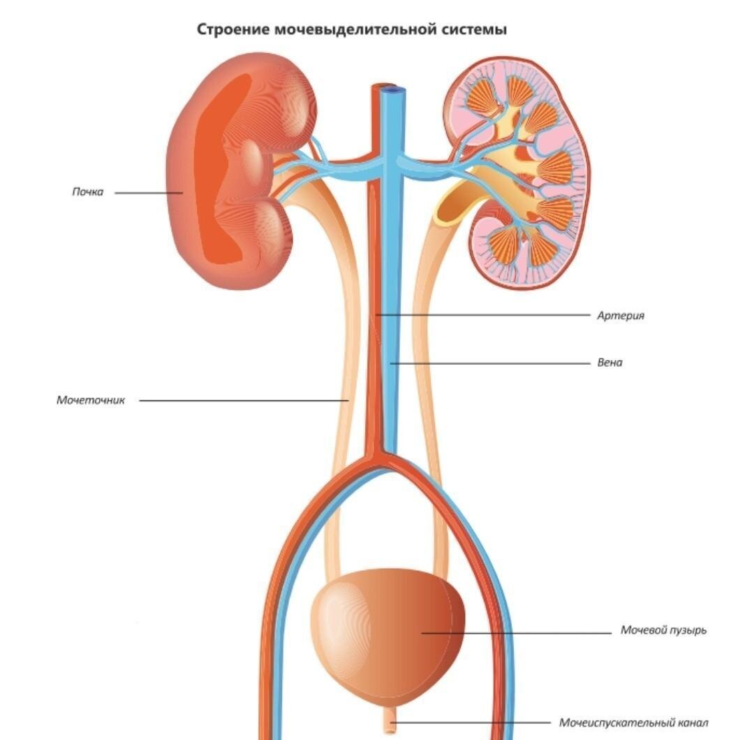 Схема мочевой системы