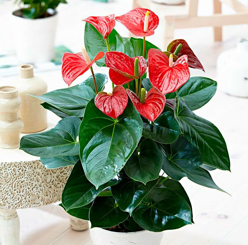 Фотография взята из общего доступа сети Интернет. 